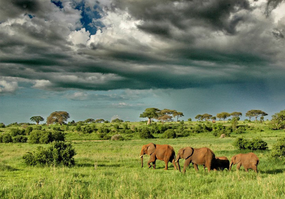 Tanzania Safaris